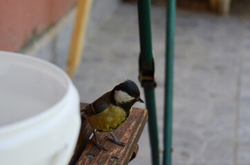 a small bird is looking for food