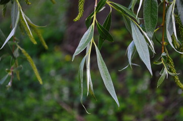 weeping willow background