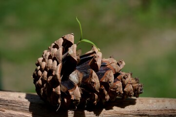 a small plant growing in a cone