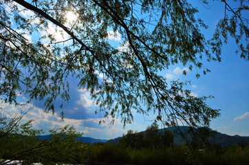 Obraz na płótnie Canvas weeping willow with blue sky