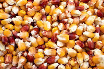 The texture of corn beans. Grains of corn close-up. Corn background. The concept of food and agriculture.