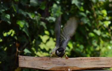 the little bird found food