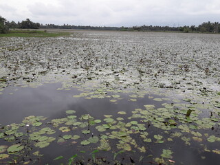 Obraz na płótnie Canvas Lotus lake in alappy