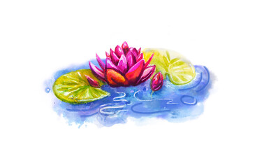 pink Lily in water with green leaves ( color element, watercolor )