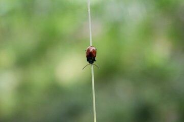 Naklejka premium a small red beetle on a blade of grass