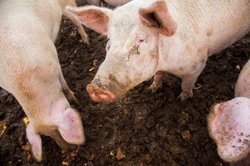 Domestic pigs on a farm