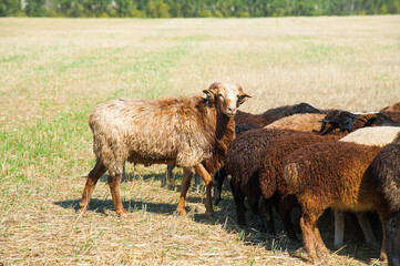 Obraz premium Flock of sheep on the meadow