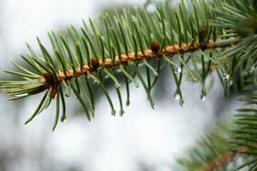 Drops of dew on the needles of a Christmas tree. A green tree with dew on its needles. Large drops hang on the tips of needles