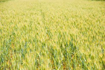 Ripening wheat field