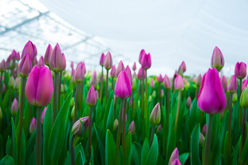 Spring scene of tulip field
