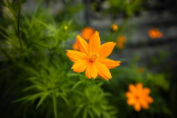 Beautiful marigold flowers with green background. Nature and environment concept. Flower background.