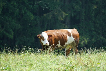 Alpen Bergwelt