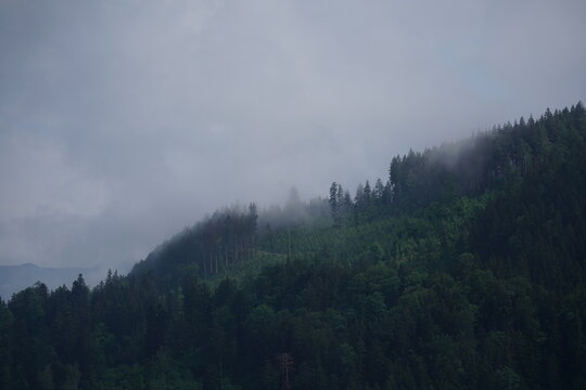 Foggy Mountain Woods © sebastianmuhlb