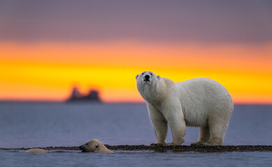 Naklejka na ściany i meble A heartwarming sunset shot of polar bears swimming and standing on pack ice in Kaktovik, Alaska