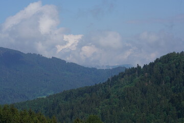 Foggy Mountain Woods
