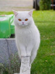 Schöner weißer Kater