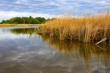 Beautiful landscape with a large lake overgrown with reeds on a cloudy day with heavy blue clouds