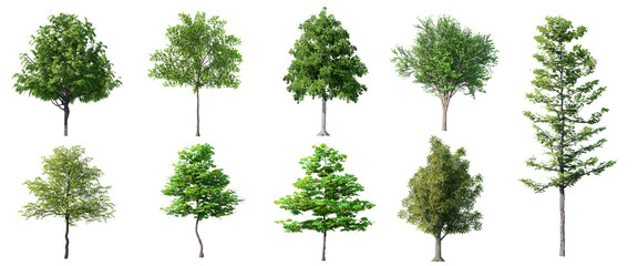Collection Beautiful 3D Trees Isolated on white background , Use for visualization in architectural design or garden decorate