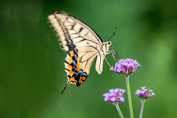 花とアゲハチョウはとても仲良し、せっせと蜜を運びます