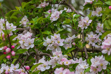 pinke Blüten an einem Strauch