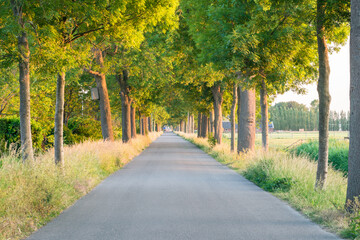Fototapeta na wymiar Empty road running through tree alley during sunset