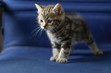 Fototapeta na wymiar Scottish fold tabby kitten is standing on blue chair light from left side
