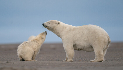 A touching scene of a polar bear cub kissing its mom in Kaktovik, Alaska