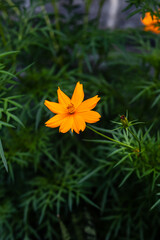 Small marigold flower with green background. Nature and environment concept. Flower background.