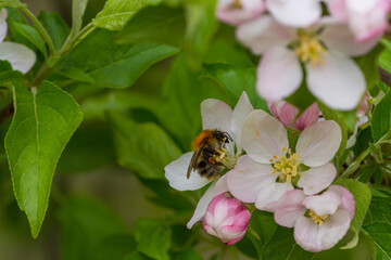 eine Biene an einer pinken Blüte