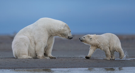 Obraz na płótnie Canvas A touching scene of a polar bear mother watching her cub shaking off water in Kaktovik, Alaska