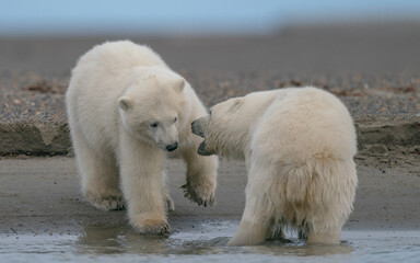 A shot of two polar bears playing with each other in natural habitat in Kaktovik, Alaska