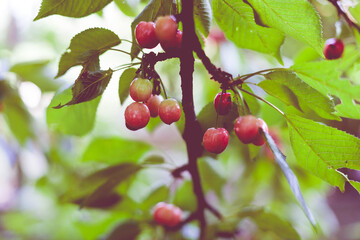 Cherries