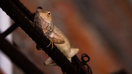 lizard giving look