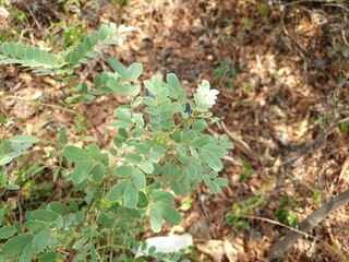 green leaves on the ground