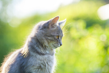 Portrait of a cute cat sitting outdoor against green natural background. Side view