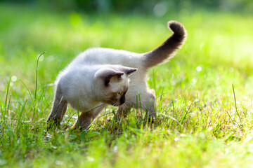 Little cute siamese kitten walking on the grass in the summer garden © vvvita