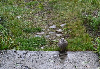 a young gray wet pigeon