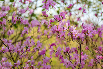 Fototapeta premium ツツジの花 