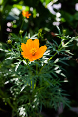 Small marigold flower with green background. Nature and environment concept. Flower background.