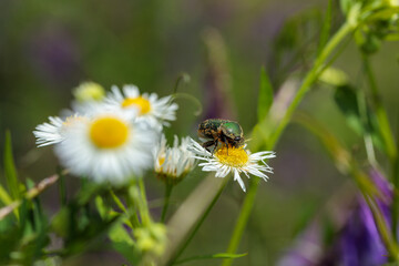 Obraz premium コアオハナムグリとヒメジョオン