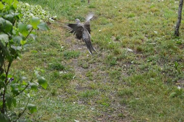 a gray wet pigeon in flight