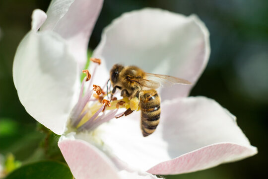 Honey bee on apple blossom. Bee collects nectar on the flowers of apple trees. Spring flowers and bee