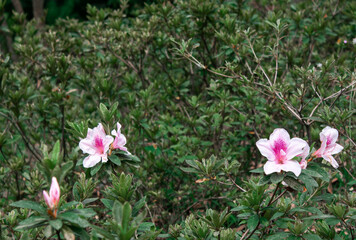 azalea background, azalea closeup, azalea closeups, azaleas, azaleas closeup, background, beauty, bloom, blossom, closeup, deciduous, evergreen, flora, floral, flower, garden, george taber, george tab