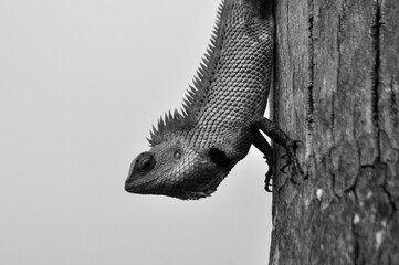 lizard on a tree