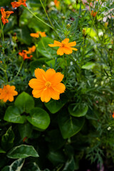 Beautiful marigold flowers with green background. Nature and environment concept. Flower background.