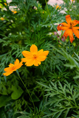 Beautiful marigold flowers with green background. Nature and environment concept. Flower background.