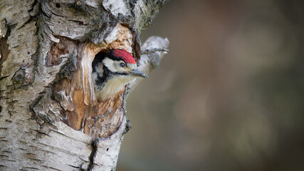 A young great spotted woodpecker looking out from the nest. Its head if out of the hole in a silver birch tree