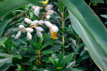 Flower buds at the Taipei Botanical Gardens in Taipei, Taiwan.