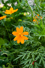 Beautiful marigold flowers with green background. Nature and environment concept. Flower background.