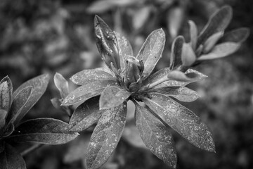 Black and white azalea flowers photographed at the Taipei Botanical Gardens in Taipei, Taiwan.